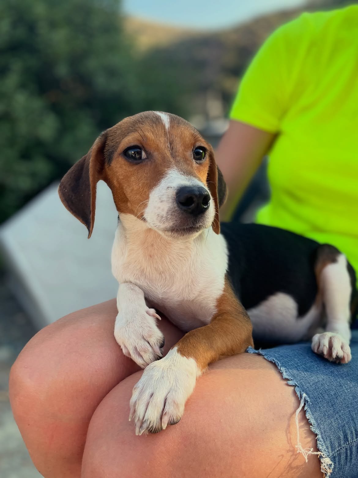 Chip-Dale-❤️-5-months-old-mixed-breed-small-medium-sized-boys-expected-adult-weight-around-1