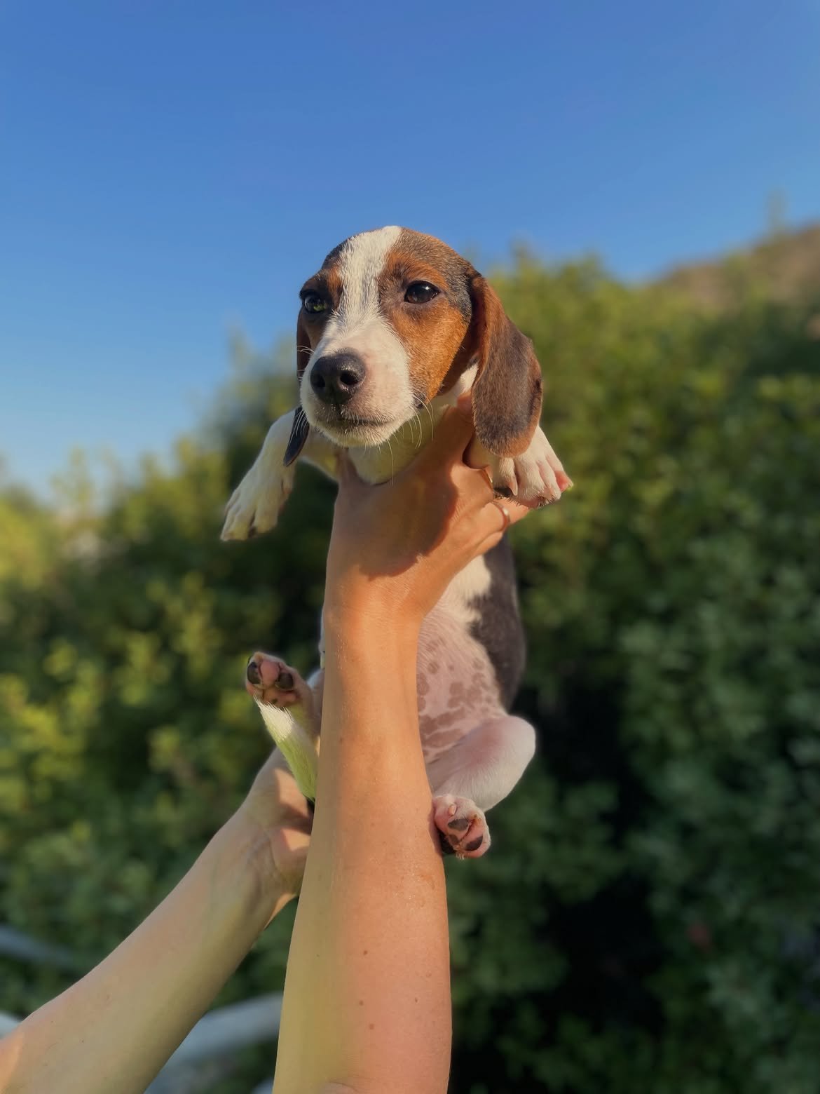 Chip-Dale-❤️-5-months-old-mixed-breed-small-medium-sized-boys-expected-adult-weight-around-2
