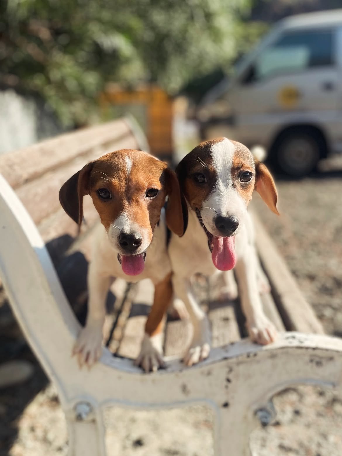 Chip-Dale-❤️-5-months-old-mixed-breed-small-medium-sized-boys-expected-adult-weight-around