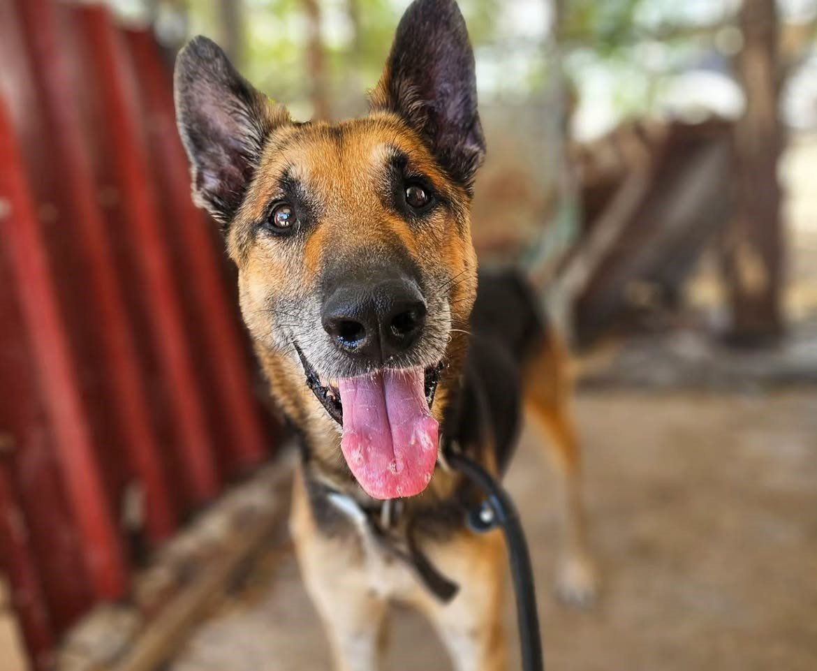 -SIGGY-DESERVES-TO-SPEND-HIS-GOLDEN-YEARS-IN-A-LOVING-HOME-❤️Siggy-arrived-at-the-pound-in-Ju-1