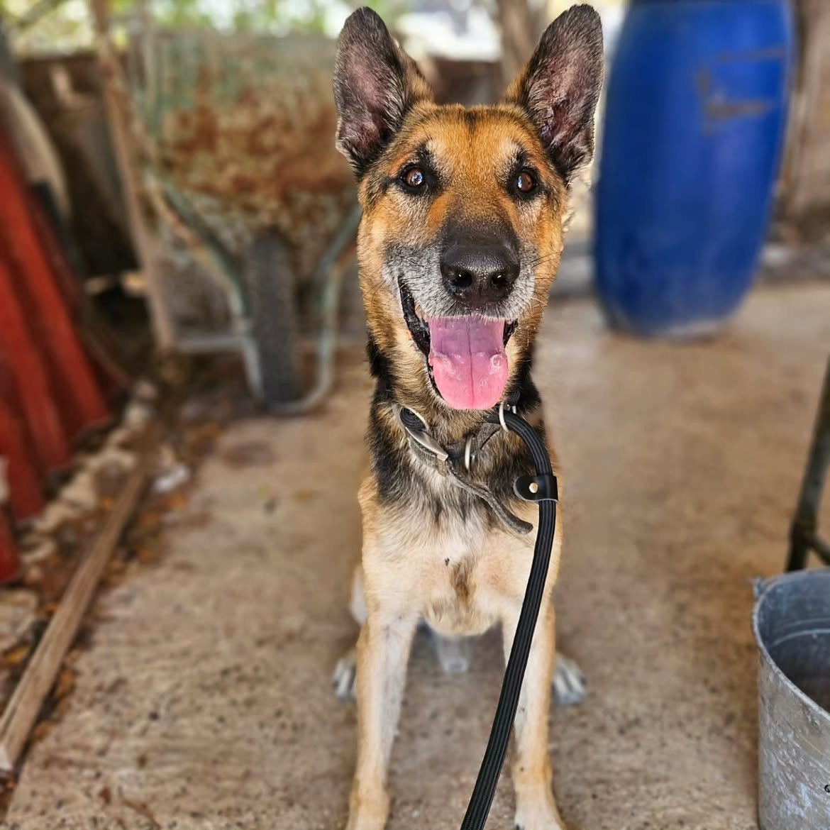 -SIGGY-DESERVES-TO-SPEND-HIS-GOLDEN-YEARS-IN-A-LOVING-HOME-❤️Siggy-arrived-at-the-pound-in-Ju-2