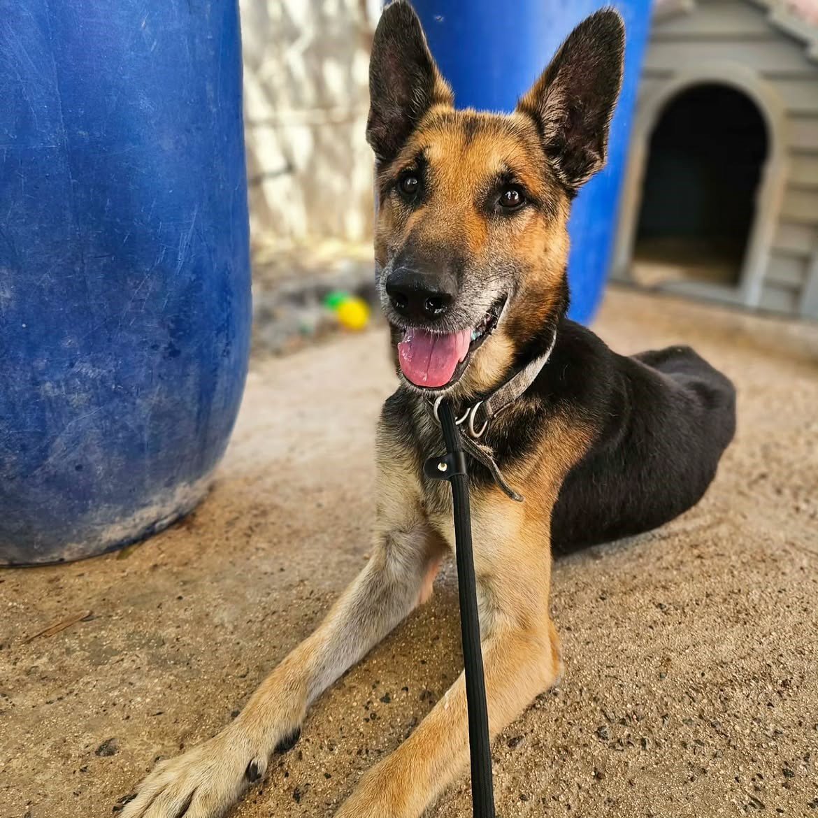 -SIGGY-DESERVES-TO-SPEND-HIS-GOLDEN-YEARS-IN-A-LOVING-HOME-❤️Siggy-arrived-at-the-pound-in-Ju