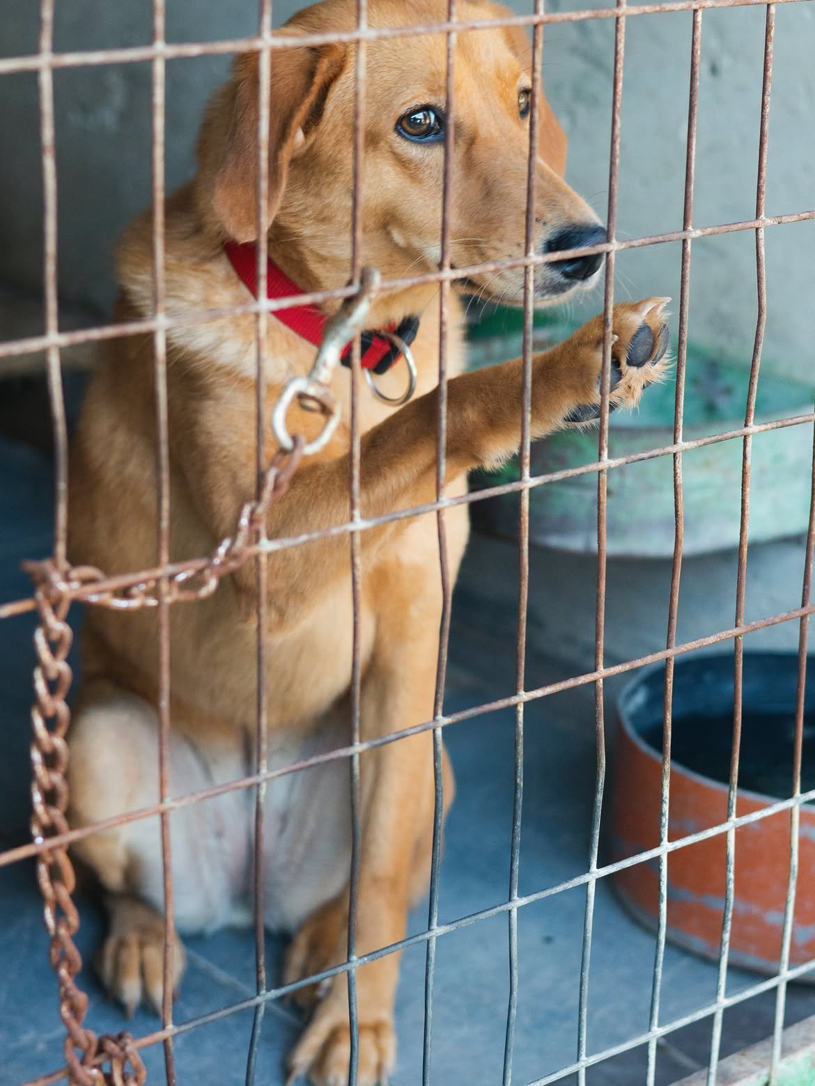 Gina-❤️-1.3-years-old-mixed-breed-medium-sized-girl-≈19-kg🩺-Vaccinated-dewormed-microc-1