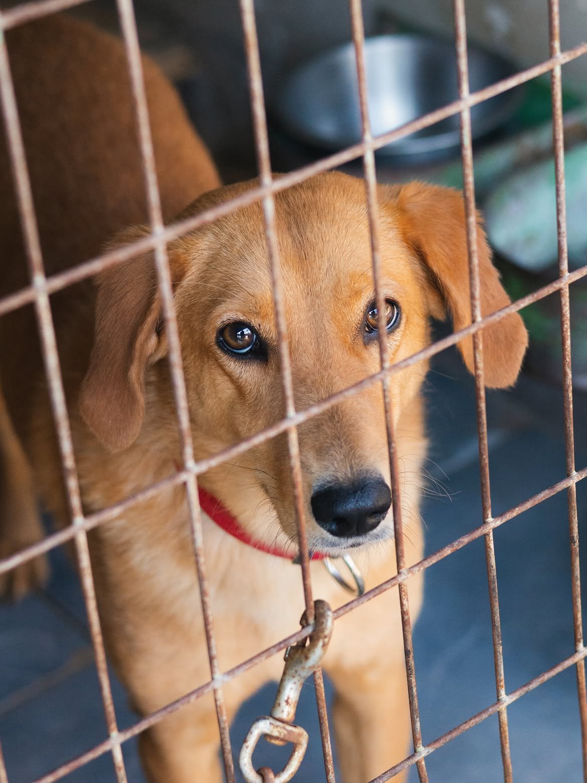 Gina-❤️-1.3-years-old-mixed-breed-medium-sized-girl-≈19-kg🩺-Vaccinated-dewormed-microc-2