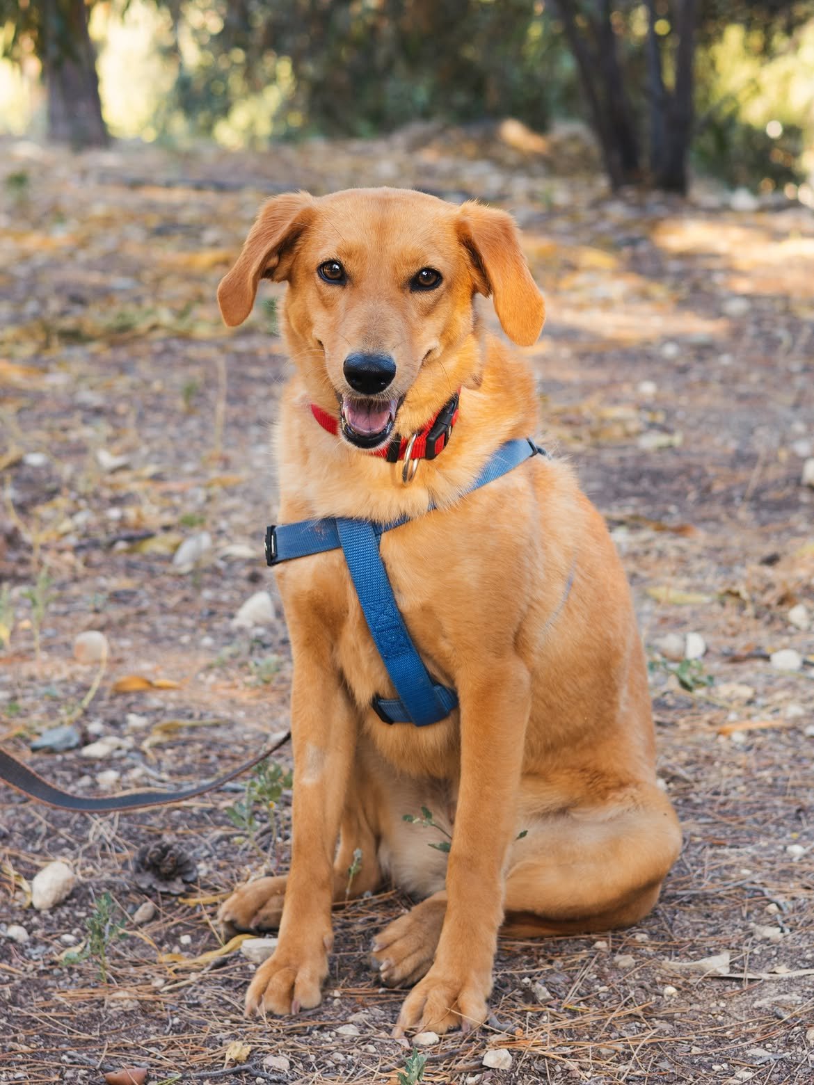 Gina-❤️-1.3-years-old-mixed-breed-medium-sized-girl-≈19-kg🩺-Vaccinated-dewormed-microc