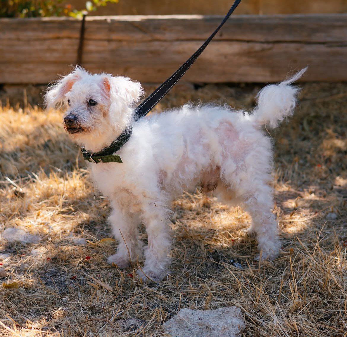 Mickey-❤️-10-years-old-mixed-breed-small-sized-boy-3-kg🩺-Vaccinated-healthy-dewormed-