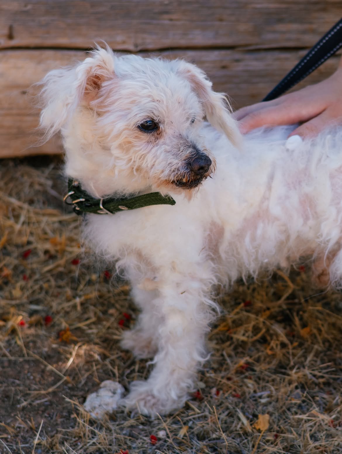 Mickey-❤️-10-years-old-mixed-breed-small-sized-boy-3-kg🩺-Vaccinated-healthy-dewormed-1