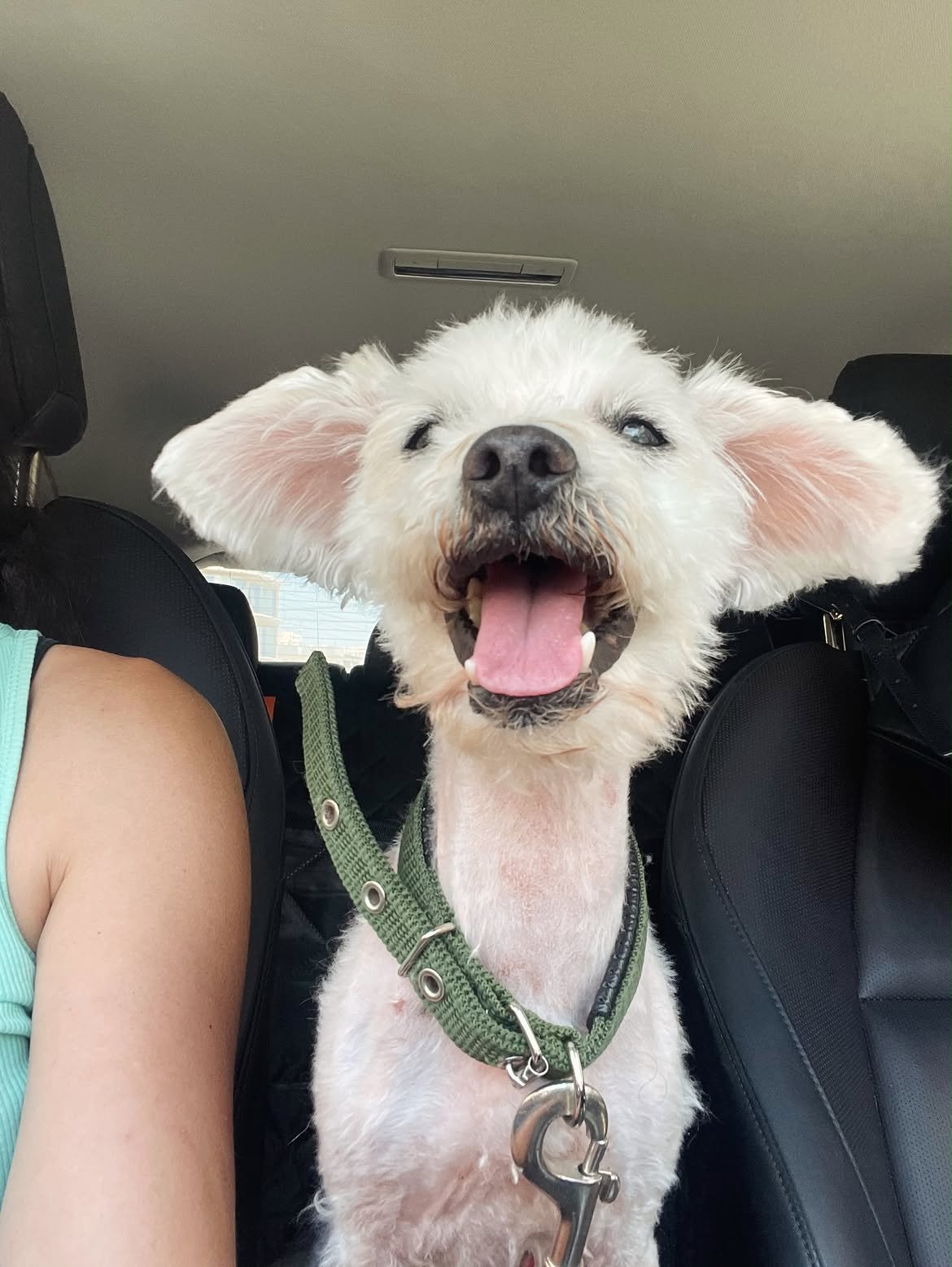 Mickey-❤️-10-years-old-mixed-breed-small-sized-boy-3-kg🩺-Vaccinated-healthy-dewormed-2