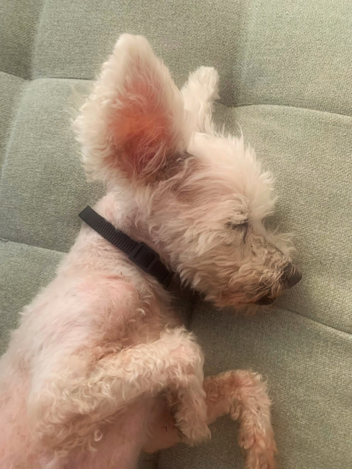 Mickey-❤️-10-years-old-mixed-breed-small-sized-boy-3-kg🩺-Vaccinated-healthy-dewormed-3