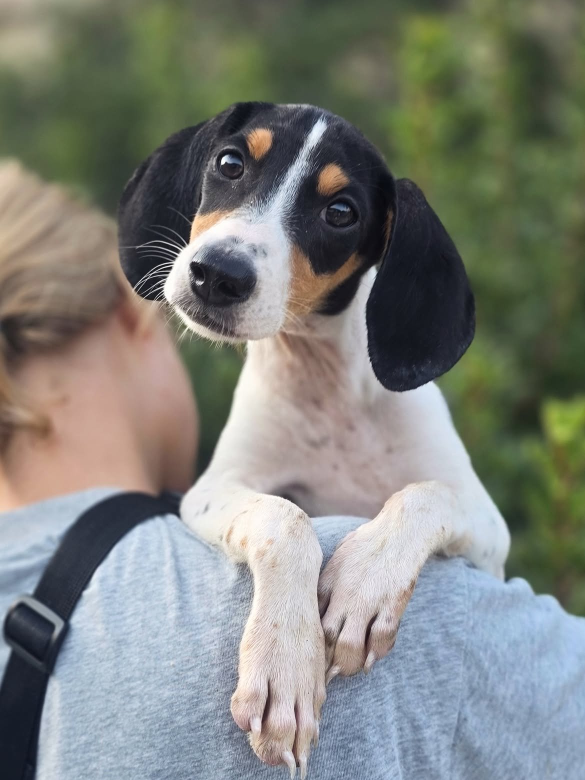 Nelly-Caramel-Cassy-❤️-3-months-old-mixed-breed-medium-sized-girls-expected-adult-weigh-1