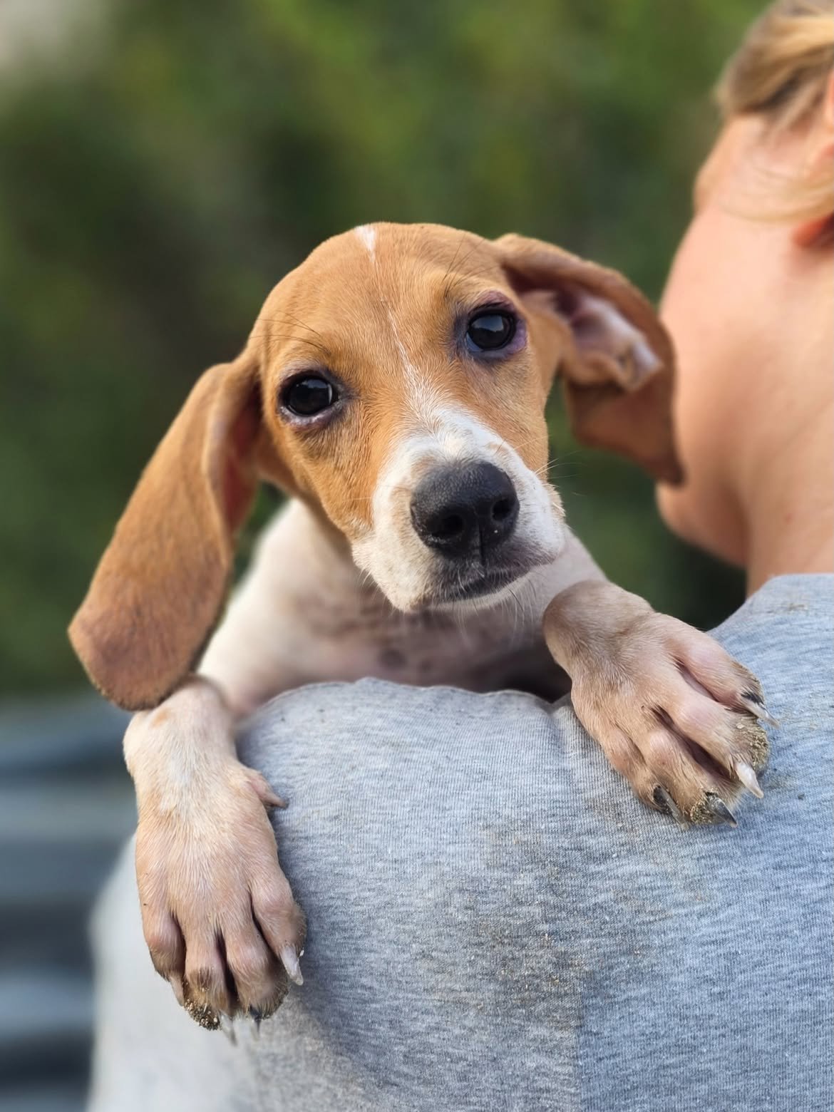 Nelly-Caramel-Cassy-❤️-3-months-old-mixed-breed-medium-sized-girls-expected-adult-weigh-2