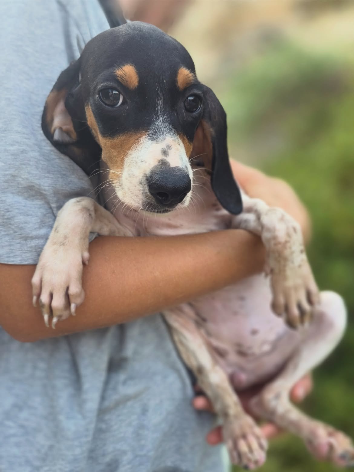 Nelly-Caramel-Cassy-❤️-3-months-old-mixed-breed-medium-sized-girls-expected-adult-weigh-3