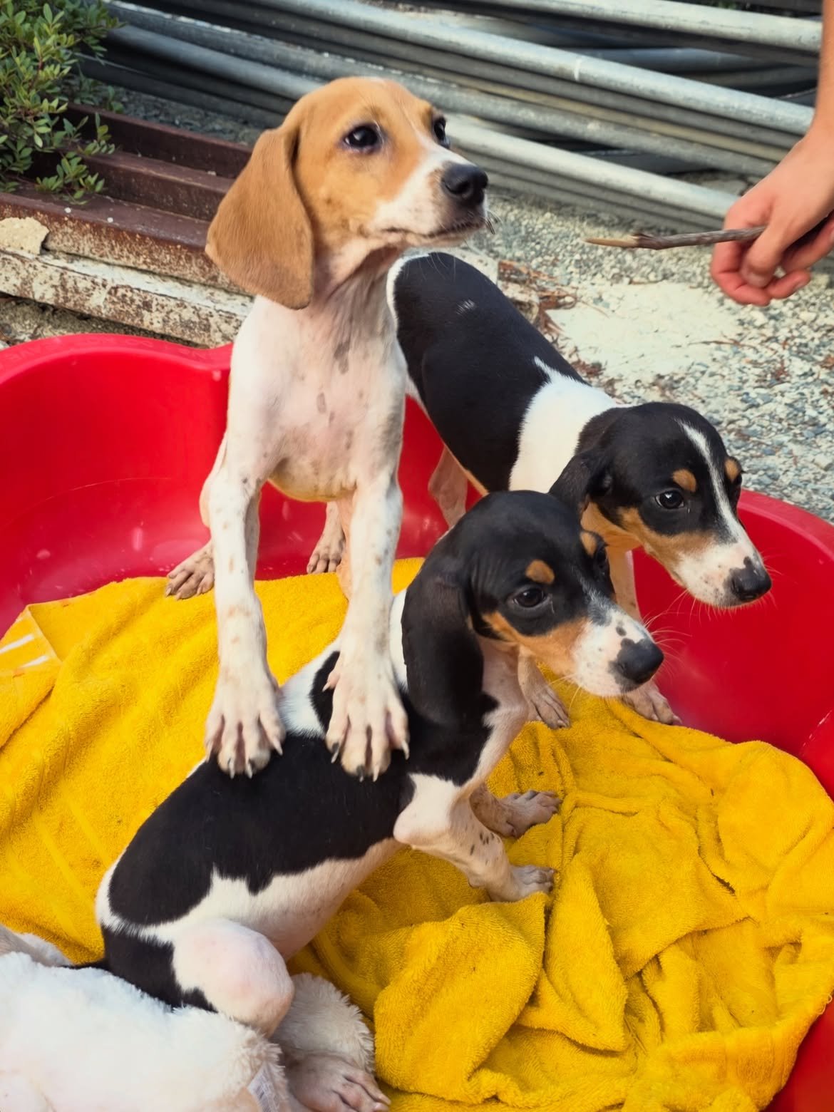 Nelly-Caramel-Cassy-❤️-3-months-old-mixed-breed-medium-sized-girls-expected-adult-weigh-4