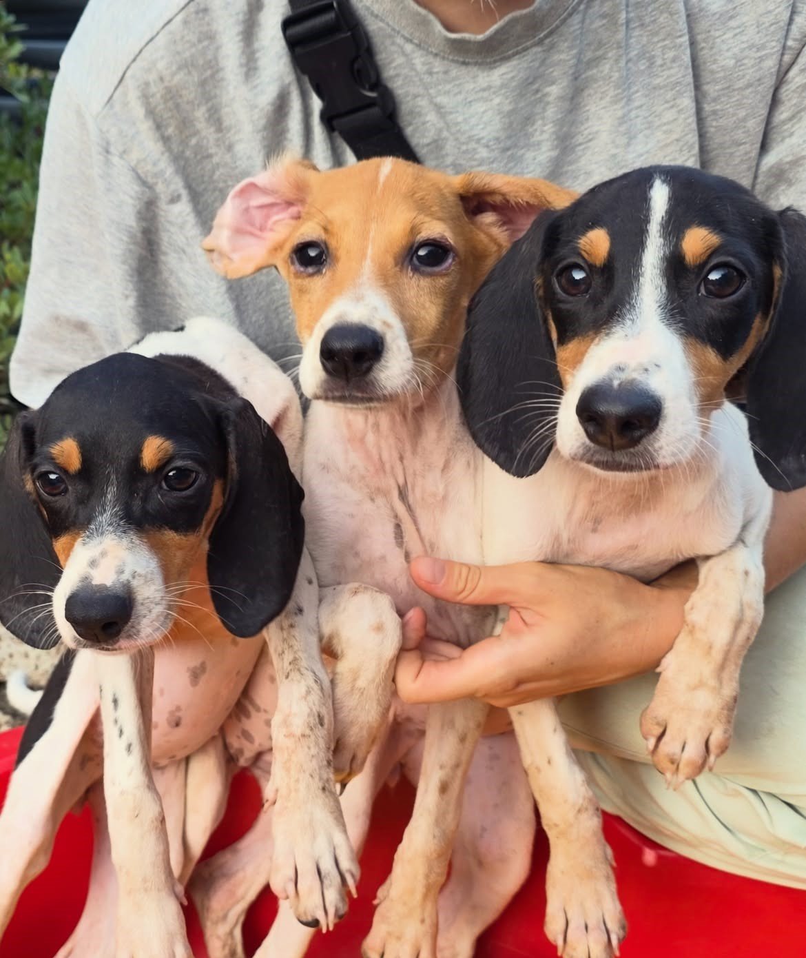 Nelly-Caramel-Cassy-❤️-3-months-old-mixed-breed-medium-sized-girls-expected-adult-weigh
