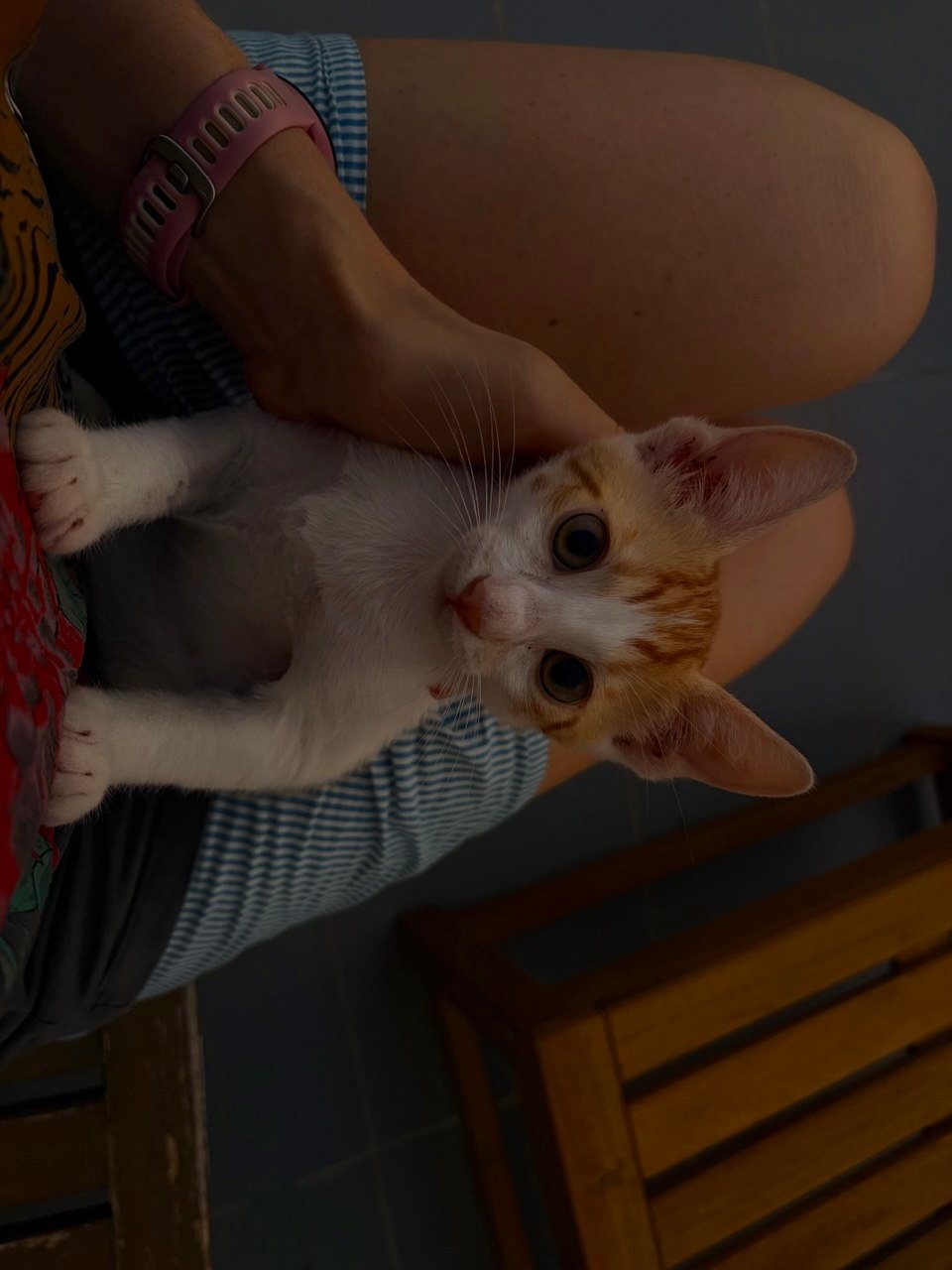 cat2