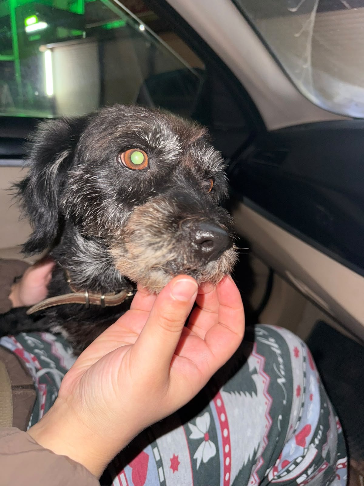 dog1